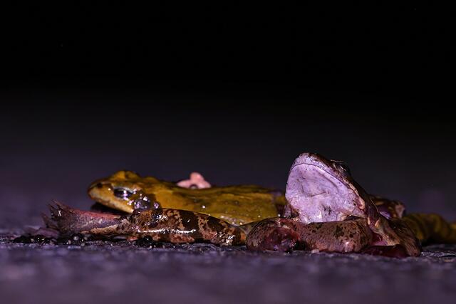 Grasfrösche vom Auto überfahren | Foto: Copyright Andreas Schäfer