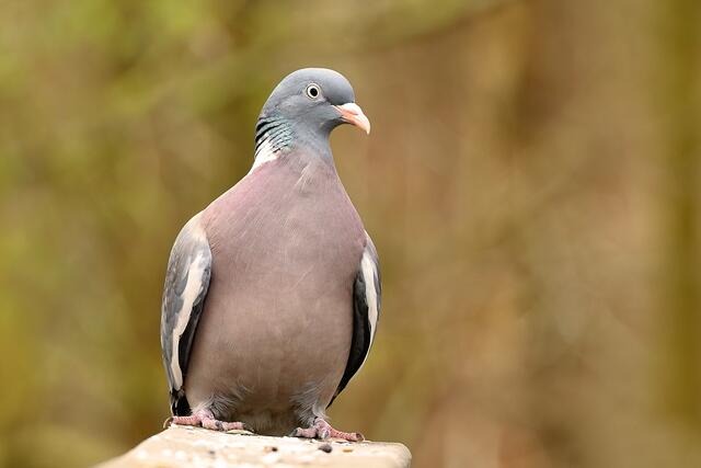 Ringeltaube | Foto: Copyright Andreas Schäfer
