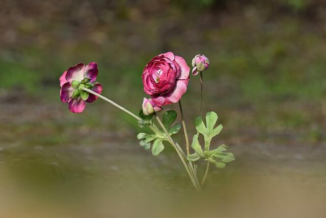 Blume | Foto: Copyright Andreas Schäfer