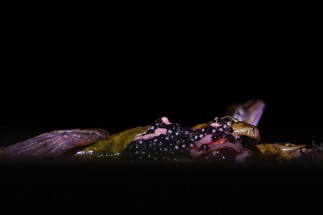 Grasfrösche vom Auto überfahren | Foto: Copyright Andreas Schäfer