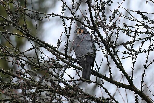 Sperber " Männchen " | Foto: Copyright Andreas Schäfer