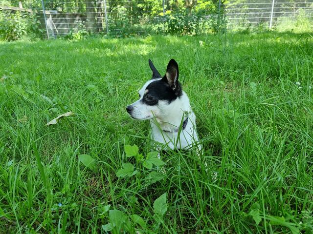 Bonnie | Foto: Sabine Pollok