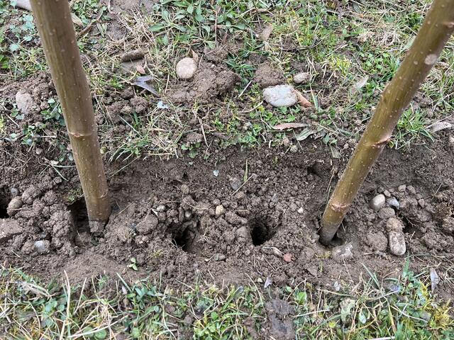 Und nun kommen die Flechtruten: | Foto: Melina Drüssler