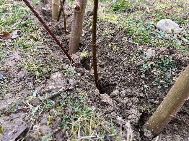 …einsetzen… | Foto: Melina Drüssler