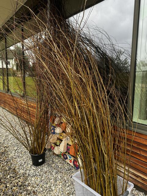 Unser „Material“ | Foto: Melina Drüssler