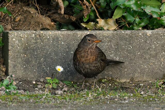 Amsel | Foto: Copyright Andreas Schäfer