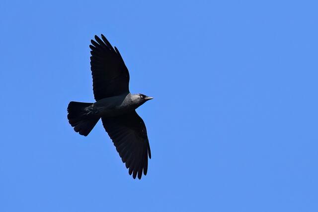 Dohle | Foto: Copyright Andreas Schäfer