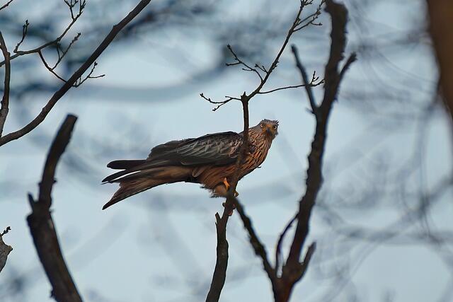Rotmilan | Foto: Copyright Andreas Schäfer