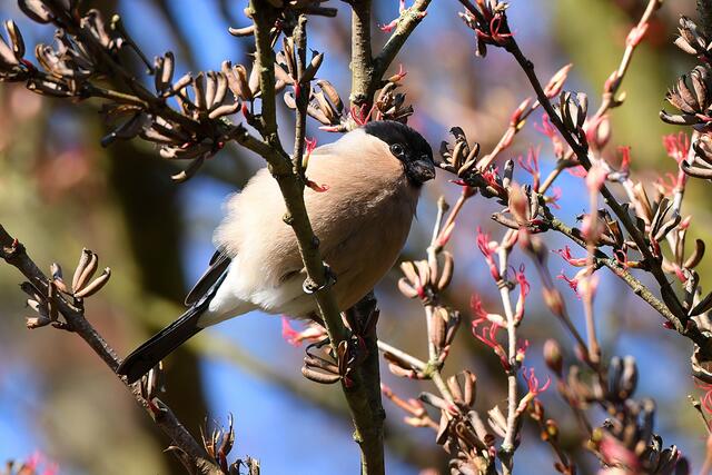 Gimpel " Weibchen " | Foto: Copyright Andreas Schäfer