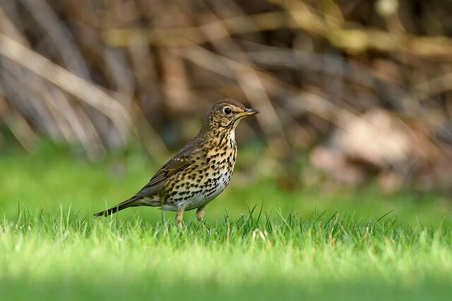 Singdrossel | Foto: Copyright Andreas Schäfer