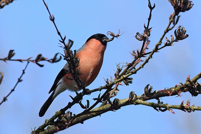 Foto: Copyright Andreas Schäfer