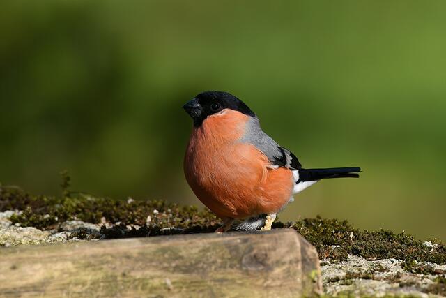 Gimpel " Männchen " | Foto: Copyright Andreas Schäfer