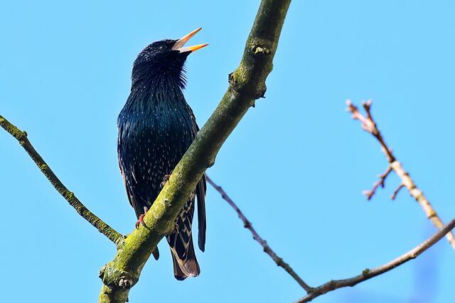 Star | Foto: Copyright Andreas Schäfer