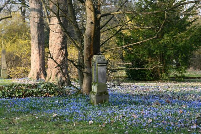 Scillablüte auf dem Lindener Bergfriedhof (Foto: Katja Woidtke) | Foto: Katja Woidtke