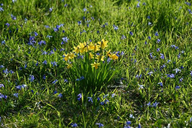 Scillablüte auf dem Lindener Berg (Foto: Katja Woidtke)

Narzissen im blauen Wunder  | Foto: Katja Woidtke