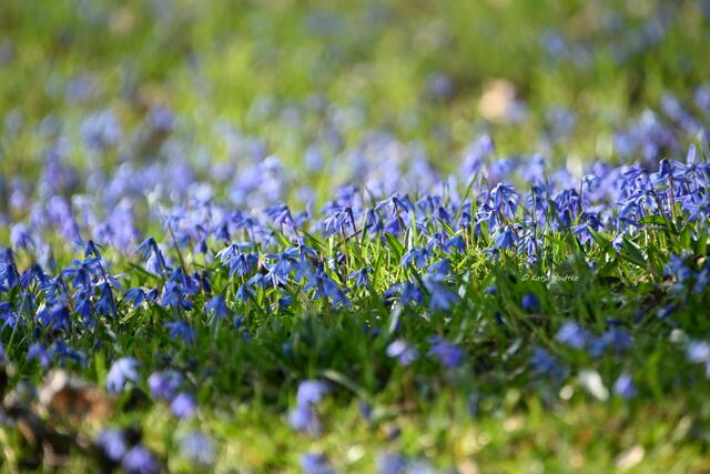 Scillablüte auf dem Lindener Berg (Foto: Katja Woidtke)

 | Foto: Katja Woidtke