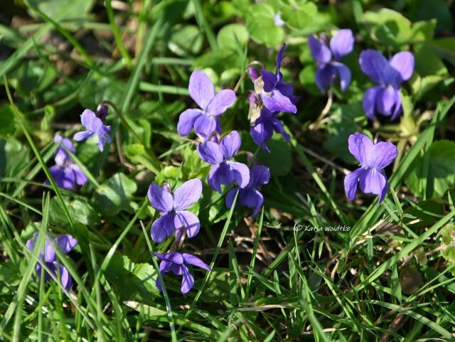 Scillablüte auf dem Lindener Berg (Foto: Katja Woidtke)

Veilchen (Viola) | Foto: Katja Woidtke