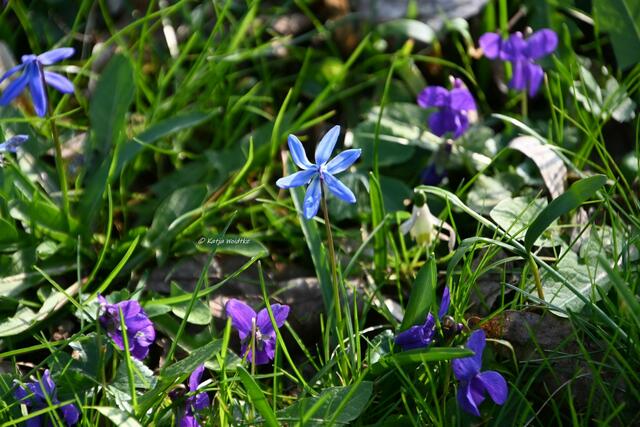 Scillablüte auf dem Lindener Berg (Foto: Katja Woidtke)

Scilla küsst Veilchen | Foto: Katja Woidtke