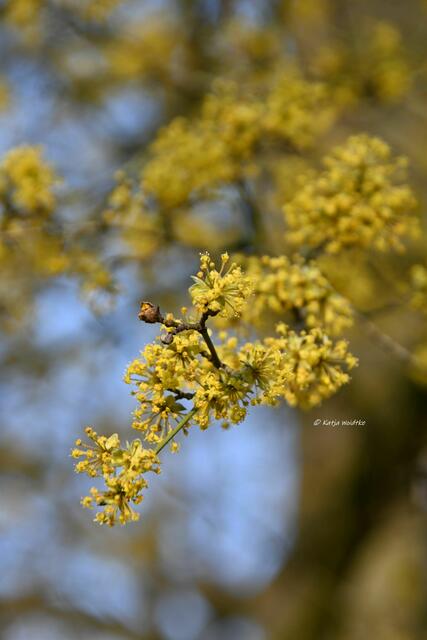 Scillablüte auf dem Lindener Berg (Foto: Katja Woidtke)

Kornelkirsche (Cornus mas) | Foto: Katja Woidtke