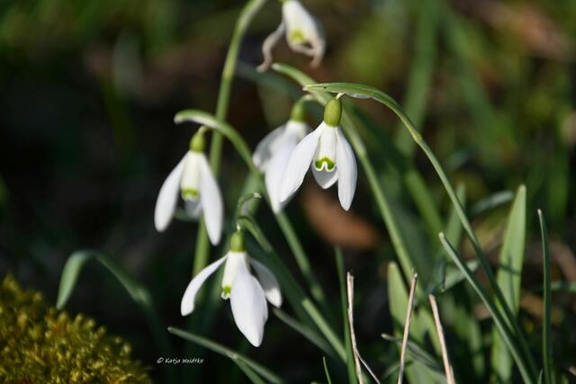 Scillablüte auf dem Lindener Berg (Foto: Katja Woidtke)

Schneeglöckchen (Galanthus) | Foto: Katja Woidtke