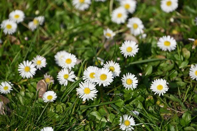 Scillablüte auf dem Lindener Berg (Foto: Katja Woidtke)

Gänseblümchen (Bellis perennis) | Foto: Katja Woidtke