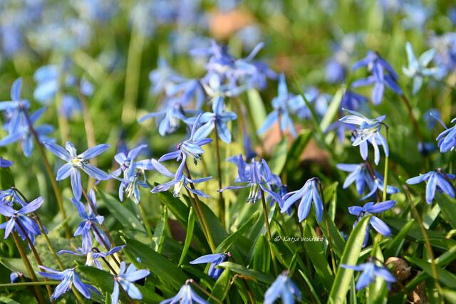 Scillablüte auf dem Lindener Berg (Foto: Katja Woidtke)

Blaustern (Scilla siberica) | Foto: Katja Woidtke