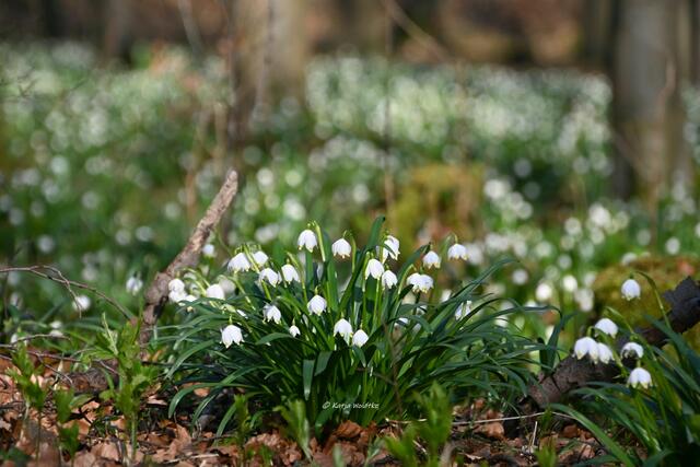 Magische Märzenbecherblüte (Foto: Katja Woidtke)

Märzenbecher (Leucojum vernum) auf dem Schweineberg bei Hameln | Foto: Katja Woidtke
