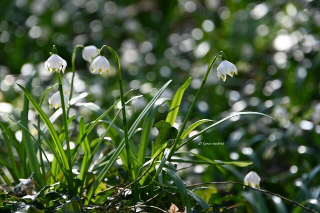 Magische Märzenbecherblüte (Foto: Katja Woidtke)

Märzenbecher (Leucojum vernum) auf dem Schweineberg bei Hameln | Foto: Katja Woidtke