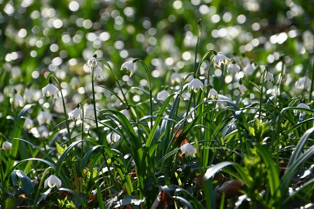 Magische Märzenbecherblüte (Foto: Katja Woidtke)

Märzenbecher (Leucojum vernum) auf dem Schweineberg bei Hameln | Foto: Katja Woidtke