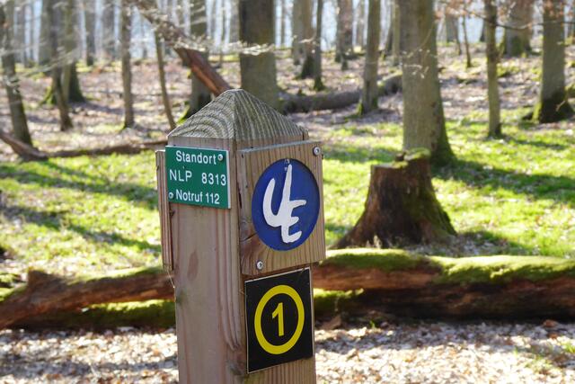 Auf der Route 1 des Knorreichenstiegs.