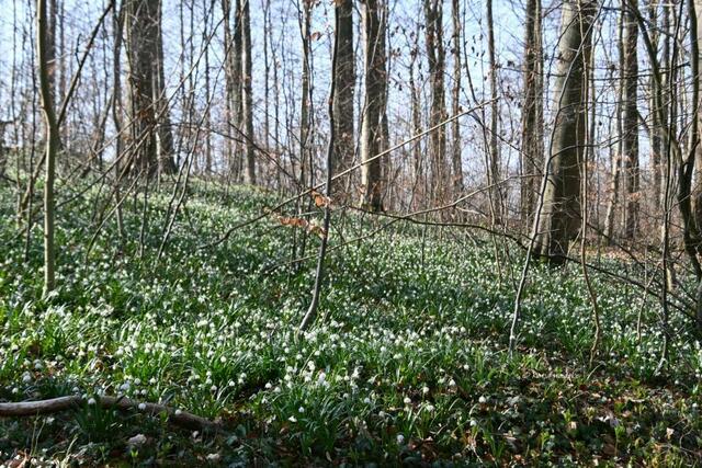 Magische Märzenbecherblüte (Foto: Katja Woidtke)

Märzenbecher (Leucojum vernum) auf dem Schweineberg bei Hameln | Foto: Katja Woidtke