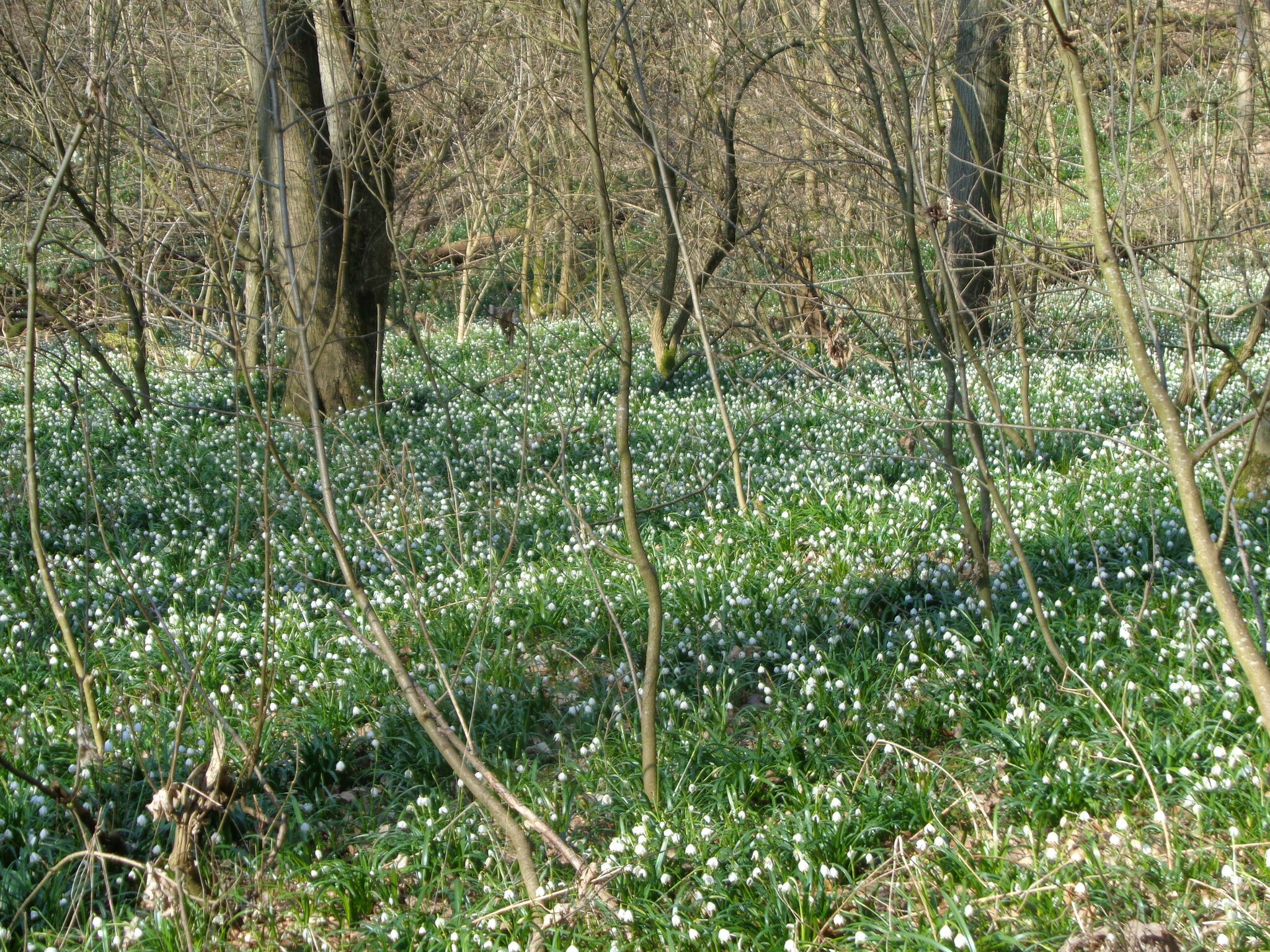 Märzenbechertal Bei Landgrafroda