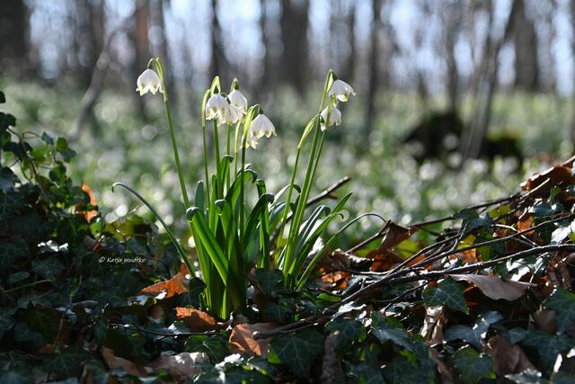 Magische Märzenbecherblüte (Foto: Katja Woidtke)

Märzenbecher (Leucojum vernum) auf dem Schweineberg bei Hameln | Foto: Katja Woidtke