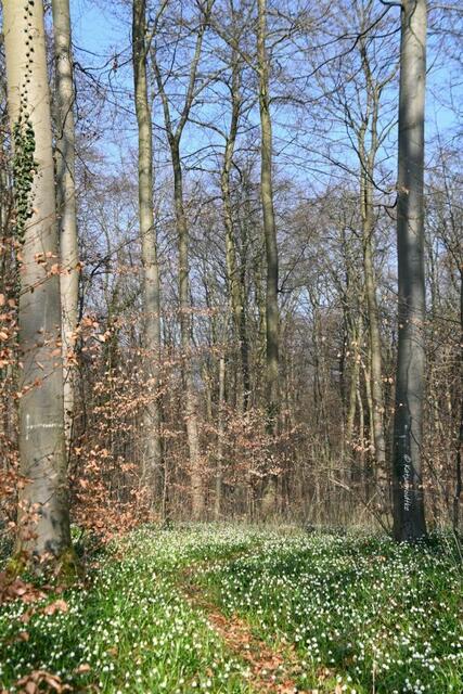 Magische Märzenbecherblüte (Foto: Katja Woidtke)

Märzenbecher (Leucojum vernum) auf dem Schweineberg bei Hameln

Bitte bleibt auf den ausgewiesenen Wegen, um den Bestand der Frühblüher zu erhalten! | Foto: Katja Woidtke