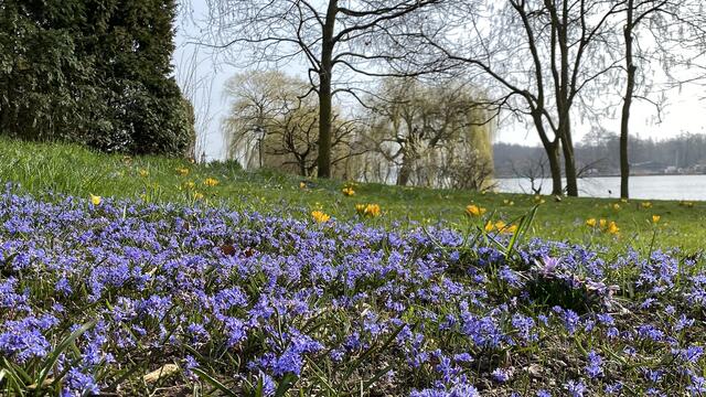 Blausternchen schmücken die Rasenflächen des Burggartens. Foto: Helmut Kuzina
