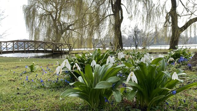 Auch Schneeglöckchen blühen noch im Burggarten. Im Hintergrund ist die Brücke auszumachen, die zur Liebesinsel führt. Foto: Helmut Kuzina