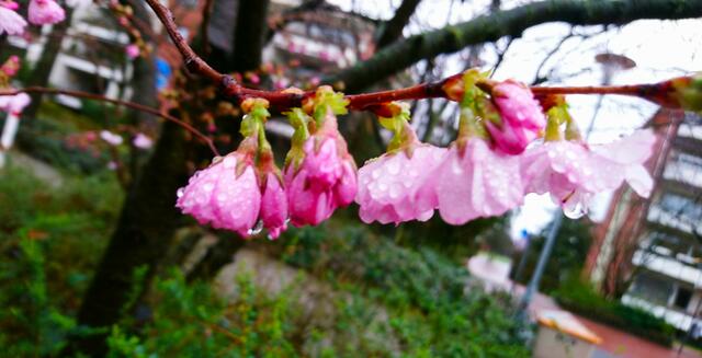 Nach dem Regen | Foto: Shima Mahi