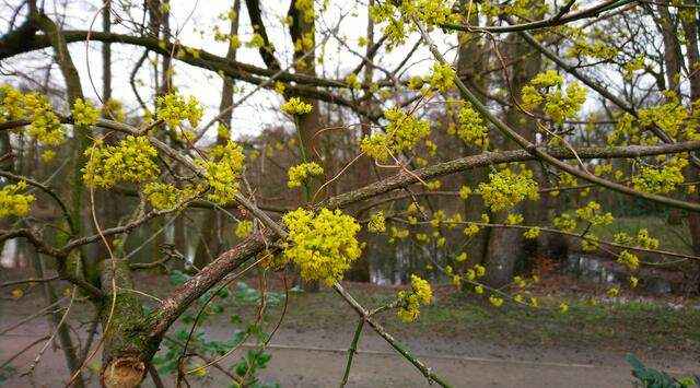 Wie kleine Sonnen! | Foto: Shima Mahi