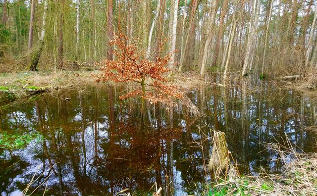 Auch jenseits des Rundwegs haben sich große Wasserflächen gebildet. Hier spiegelt sich ein Bäumchen im Wasser. | Foto: Shima Mahi