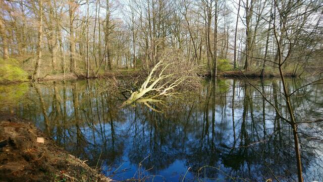 Seit Ende 2023 liegt dieser Baum im Wasser. | Foto: Shima Mahi