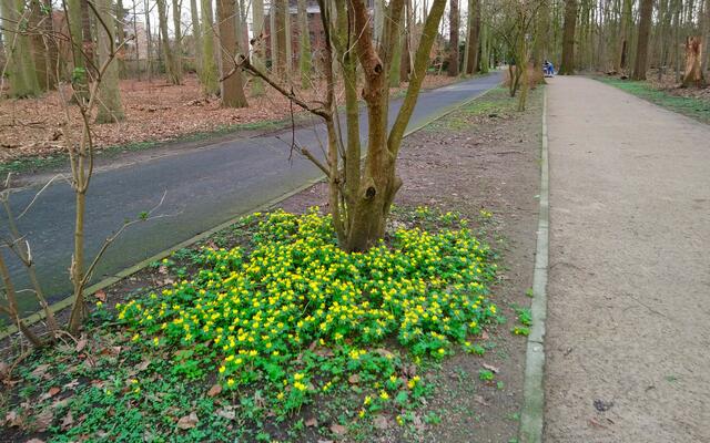 Winterlinge im Park | Foto: Shima Mahi