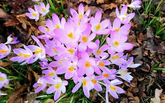 Im Stadtpark Langenhagen blühten die Krokusse. | Foto: Shima Mahi