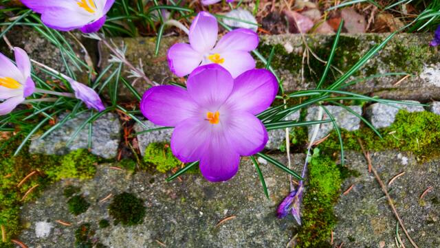 In die Krokusblüte hineingeschaut | Foto: Shima Mahi