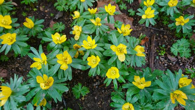 Winterlinge | Foto: Shima Mahi