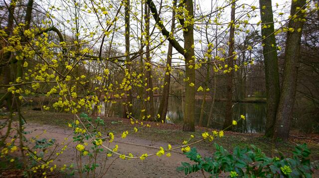 Durch den Blühstrauch gesehen: Einer der beiden Teiche im Park | Foto: Shima Mahi