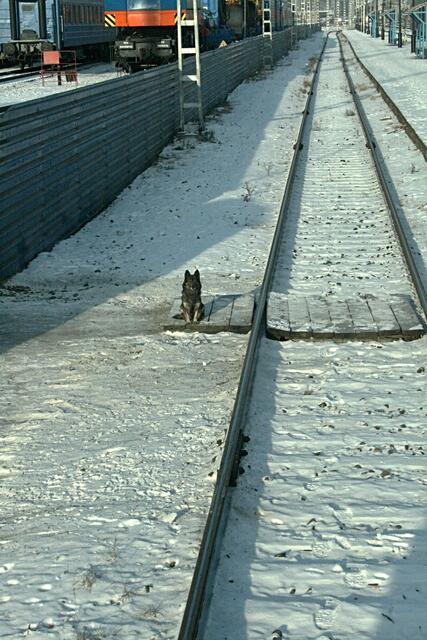Der Hund saß da seelenruhig, während der Zug vorbeifuhr. Fotografiert aus dem letzten Waggon. 