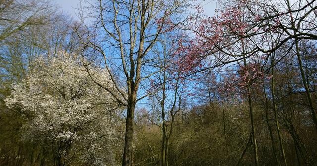 Viele Bäume und Sträucher sind schon im Februar erblüht. | Foto: Shima Mahi
