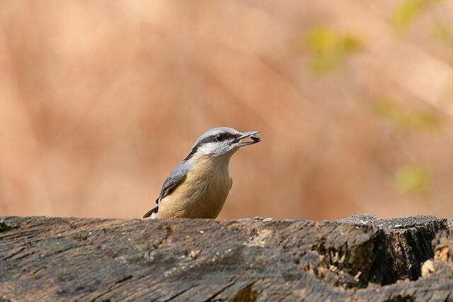 Kleiber | Foto: Copyright Andreas Schäfer