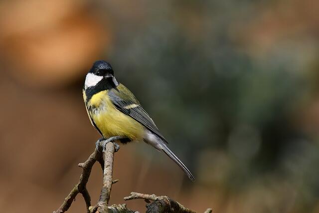 Kohlmeise | Foto: Copyright Andreas Schäfer