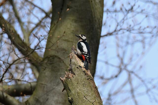 Buntspecht | Foto: Copyright Andreas Schäfer